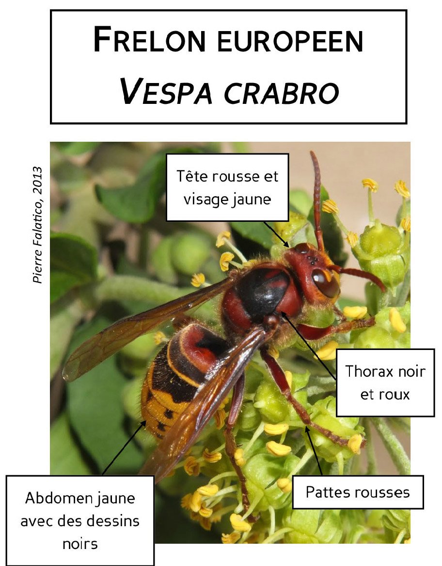frelon europ&eacute;en